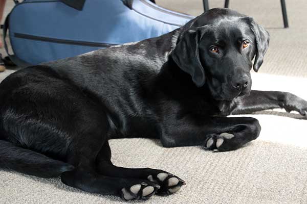 Image of Charlie, assistance dog to Geoff who plays Eb tuba in the Winslow Concert Band